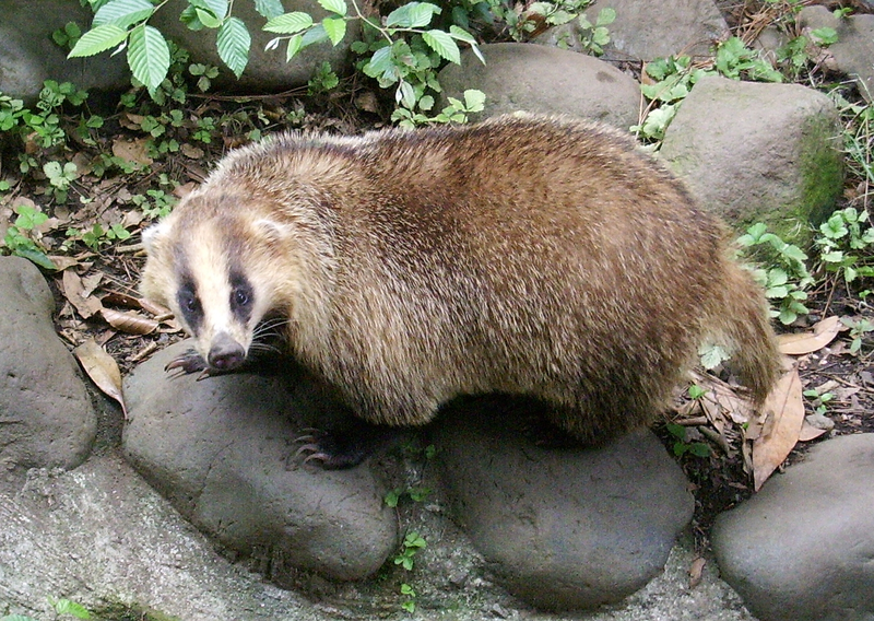 Illustration for article titled Monday Mustelid - Meles anakuma Edition